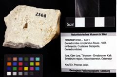 Foto (Objket + Etiketten) von Goniodromites complanatus (Reuss, 1858) 